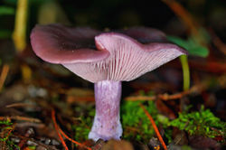 Lepista nuda
