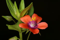 Morrião-vermelho, Anagallis monelli