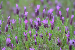 Rosmaninho, Lavandula stoechas
