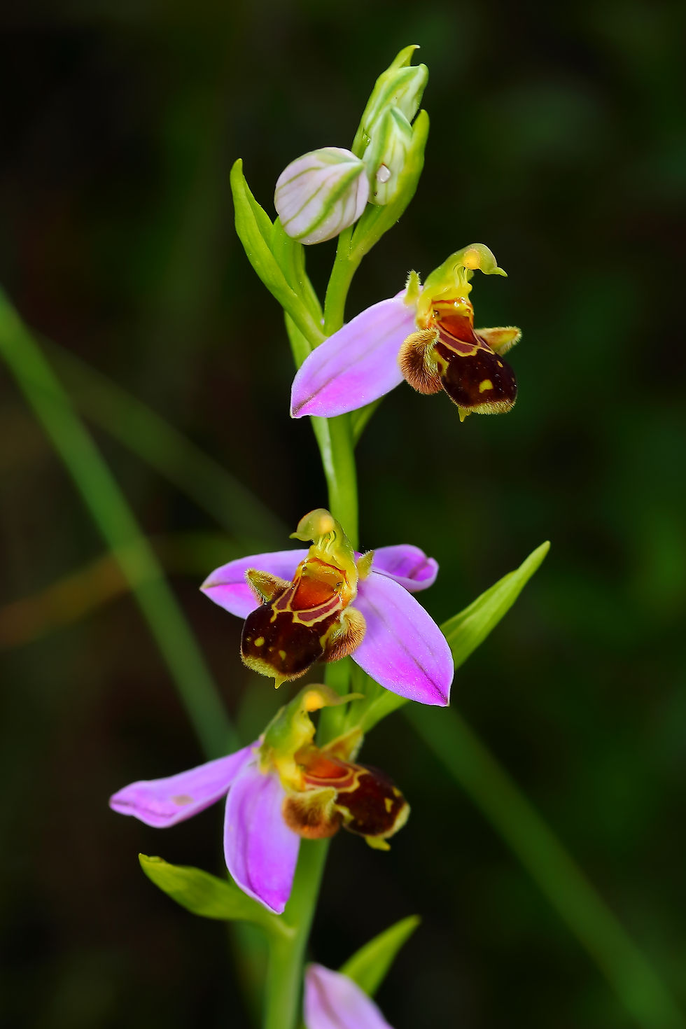 Ophrys apifera