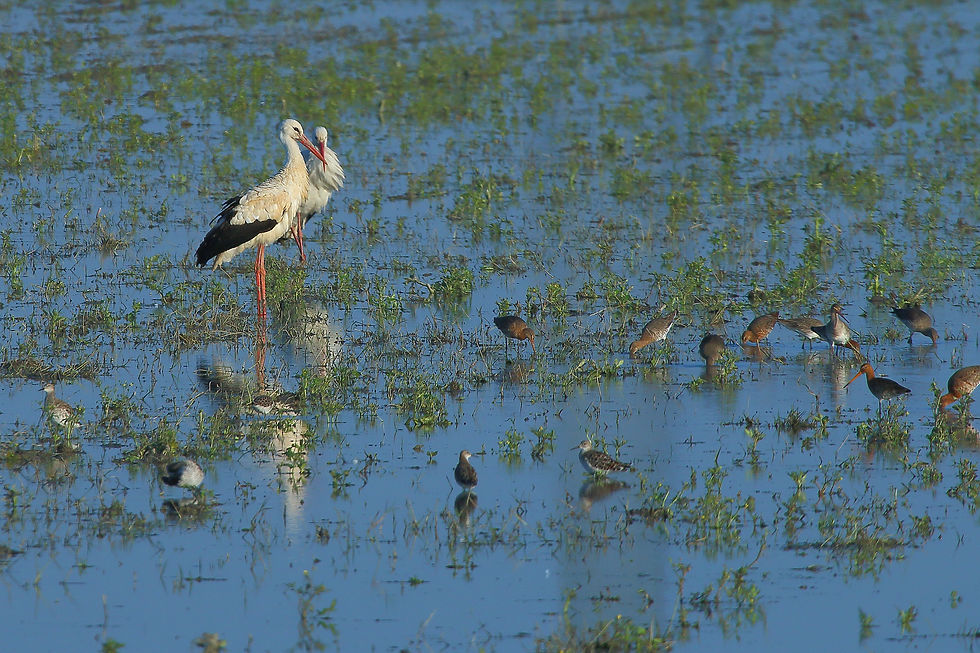 Cegonhas e Milherangos