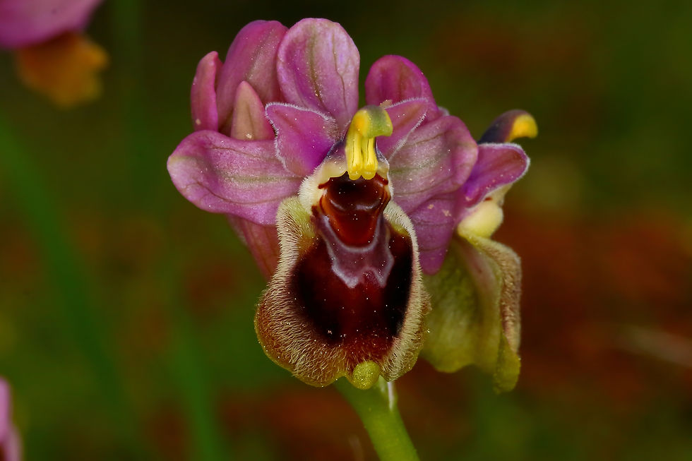 Ophrys tenthredinifera