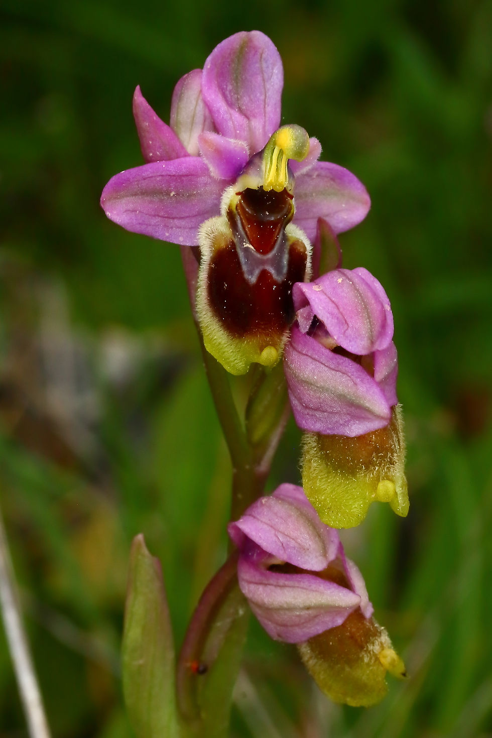 Ophrys tenthredinifera