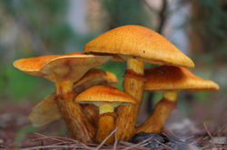 Gymnopilus junonius
