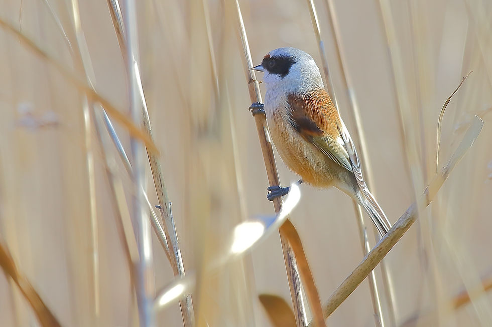 Chapim-de-mascarilha