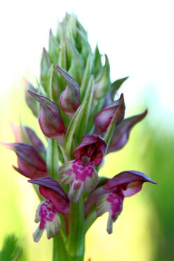 Orchis coriophora