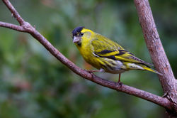 Lugre, Carduelis spinus
