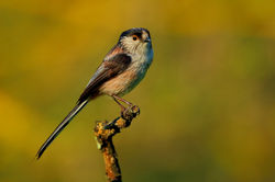 Aegithalus caudatus