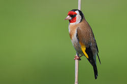 Pintassilgo, Carduelis carduelis