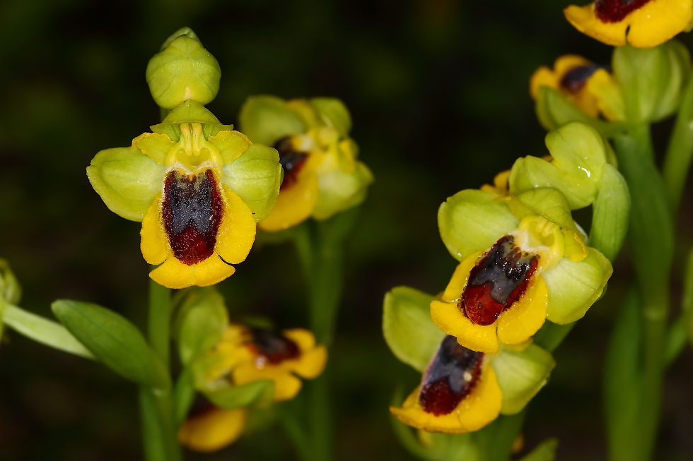 Ophrys lutea