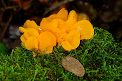 Cérebro, Tremella mesenterica