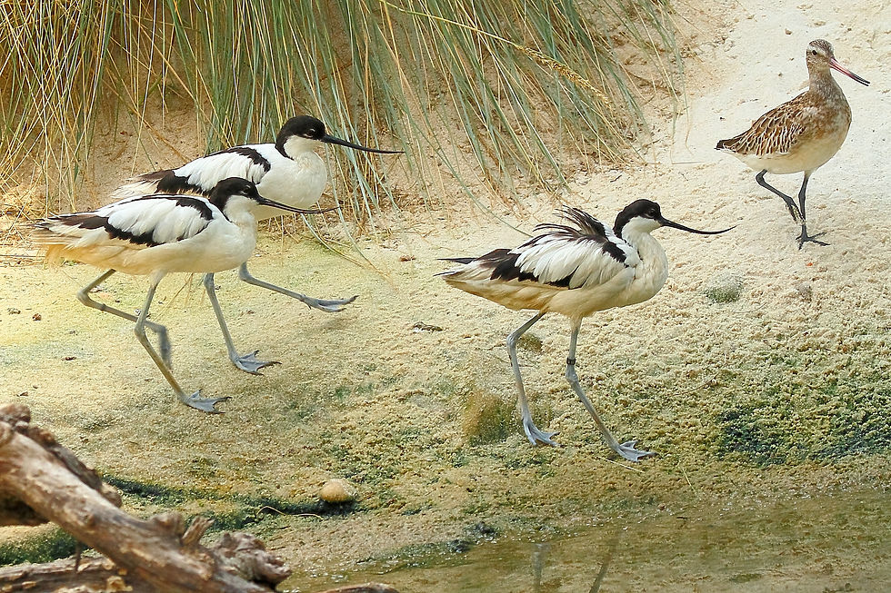 Alfaiates e Milherango