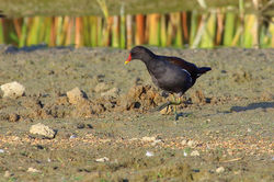 Gallinula chloropus