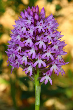 Anacamptis pyramidalis