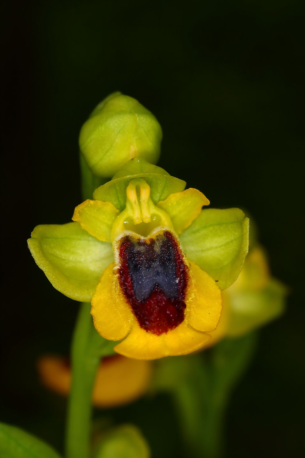 Ophrys lutea