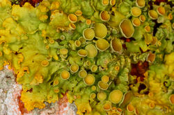 Xanthoria parietina