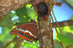 Charaxes jasius