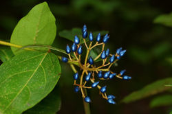 Folhado, Viburnum tinus