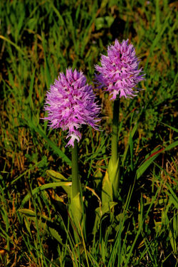 Orchis italica