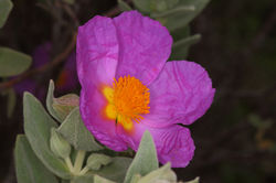 Roselha grande, Cistus albidus
