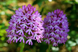 Anacamptis pyramidalis