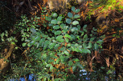 Alfarrobeira, Ceratonia siliqua