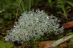 Cladonia sp.