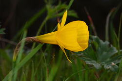 Narciso, Narcissus bulbocodium