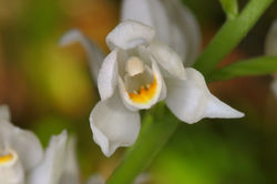 Cephalanthera longifolia