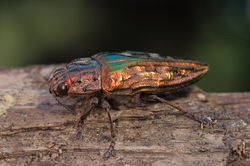 Escaravelho, Chalcophora mariana
