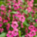 Angelonia AngelFace
