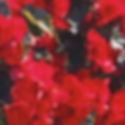 Begonia