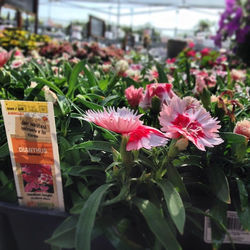 Up Close And Personal!!! Here's a close look at the DIANTHUS _They are also Deer resistant_ _homede