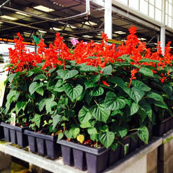 Salvia is a great companion plant for ZINNIA and VINCA