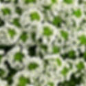 Alyssum