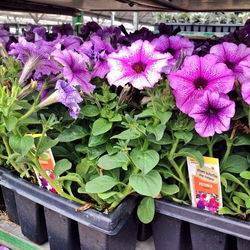 Did you know Petunias attract butterflies! _Size 6-8_ T x 8-12_ W_Space 6-8__Habit Mounded_Water 2-3