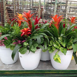 Our bromeliad combos are incredible!!