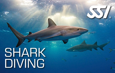 SHARK DIVING