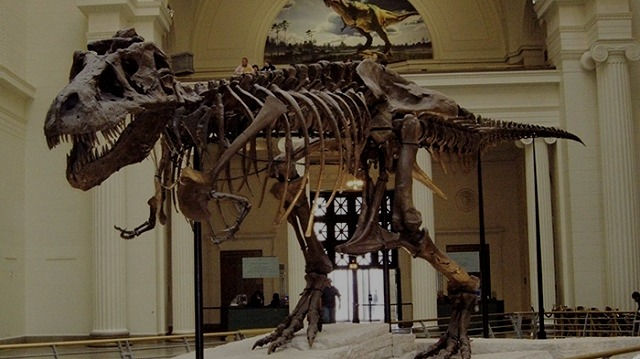 Musée Américain d'Histoire Naturelle