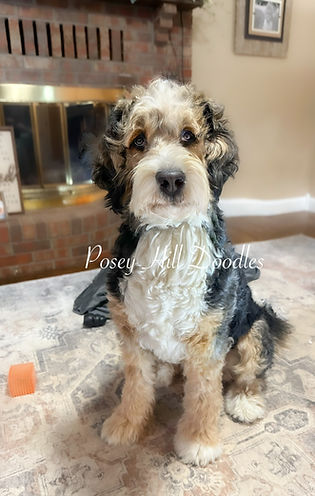 03A9962E-64B6-4B20-9701-FD1C42CD6244 (1).JPG