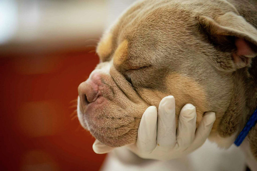 pet insurance rates ar changing