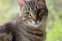 OurMascotLookingIntotheGarden Into the Garden Inc. Landscaping Services All Rights Reserved 2019-2025