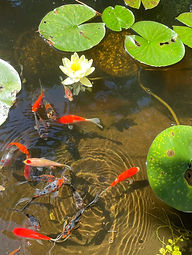 Into the Garden Inc. | Pond Photo | Goldfish Koi Pond Care Into the Garden Inc. Landscaping Services All Rights Reserved 2019-2025