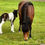 Thumbnail: Typa - 2024 Black pinto filly