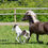 Thumbnail: Tumi - 2022 Black pinto gelding
