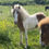 Thumbnail: Flikka - 2023 Chestnut pinto filly