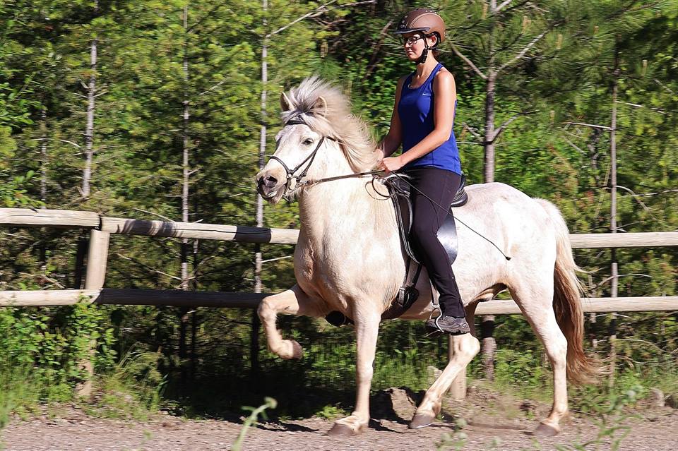 Icelandic Horses for Sale Fitjamyri
