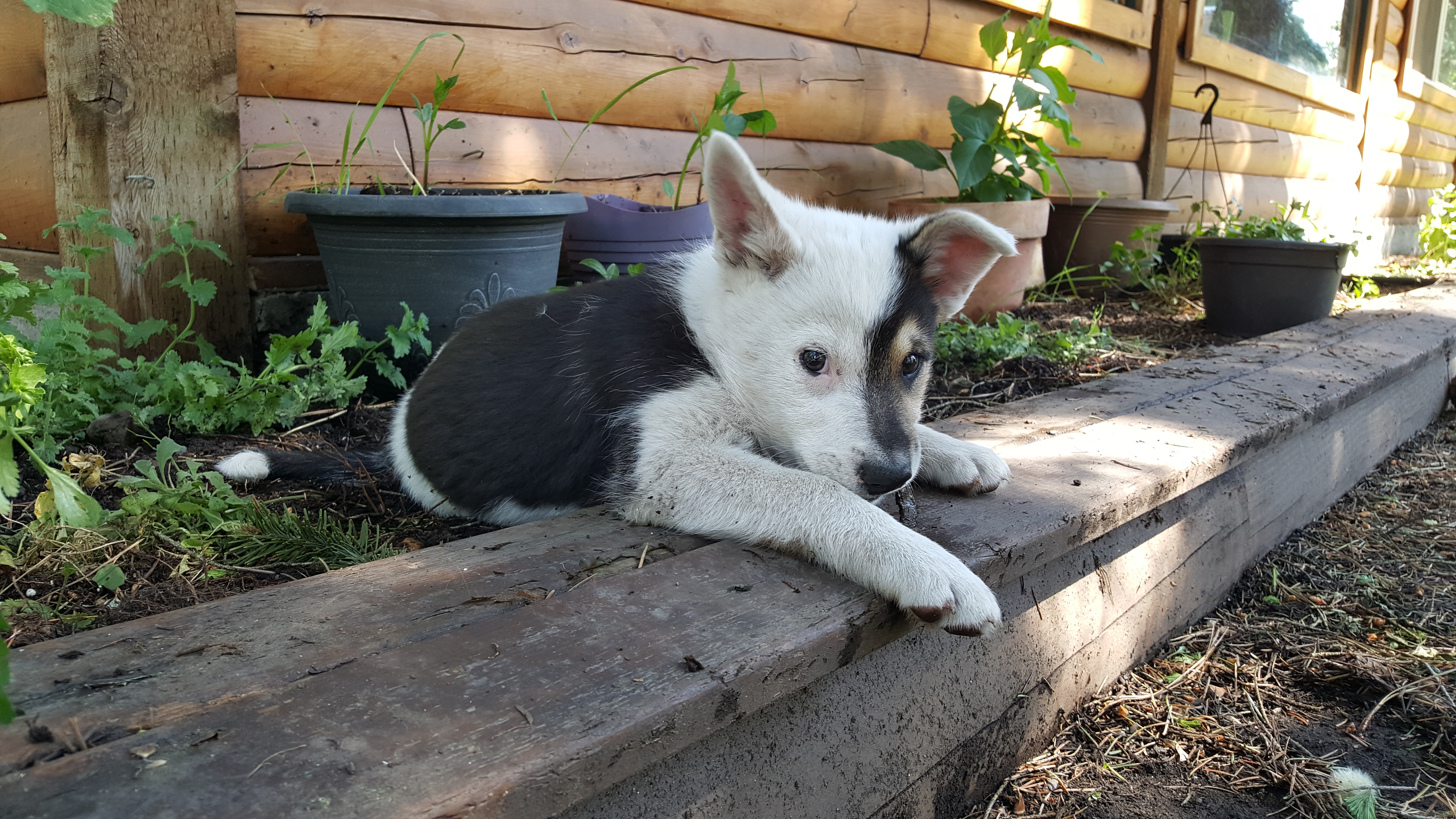 Koti - Icelandic Sheepdog