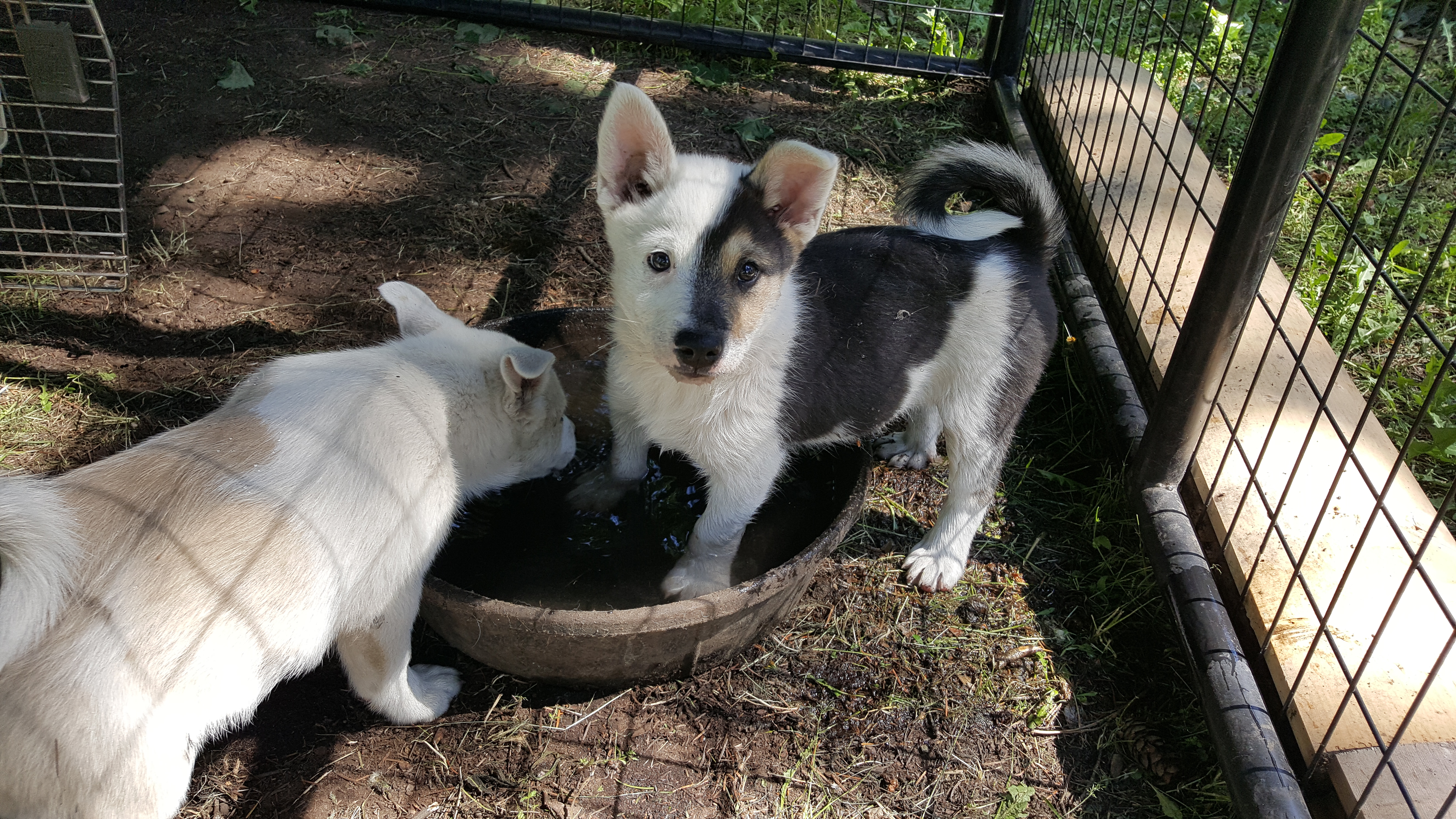 Koti - Icelandic Sheepdog