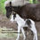 Thumbnail: Tumi - 2022 Black pinto gelding
